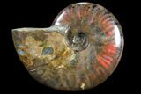 Iridescent Red Flash Ammonite - Madagascar #81378-1
